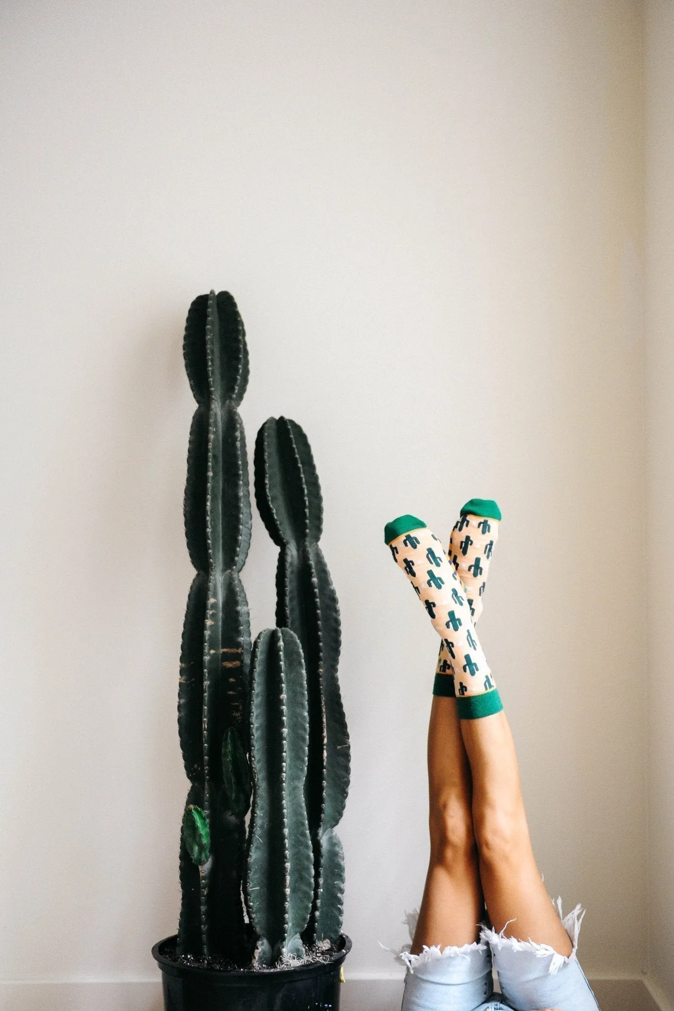 Cacti