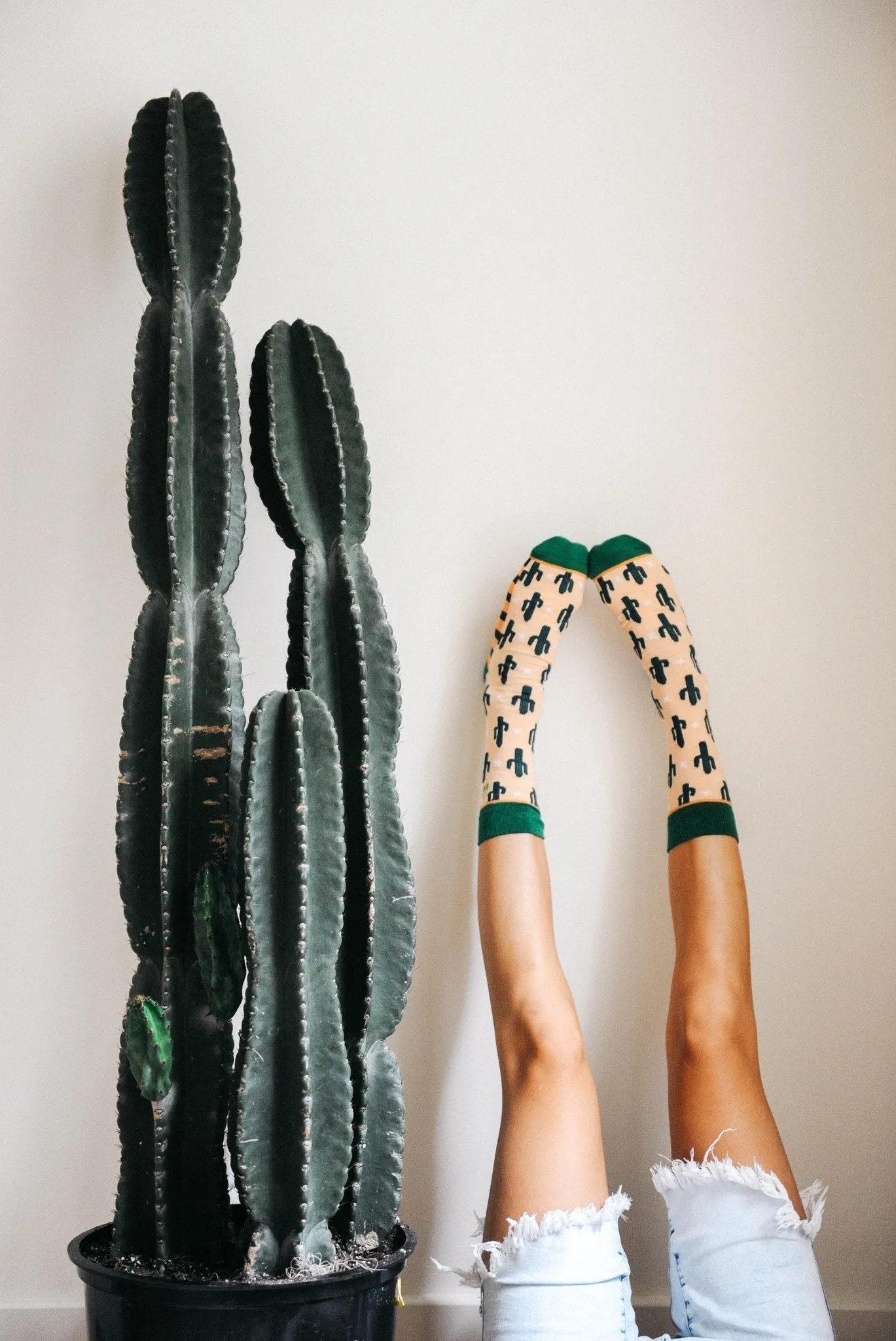 Cacti